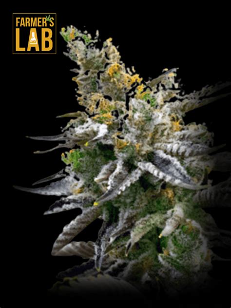 Buy Badazz Rolex Feminized Seeds by 